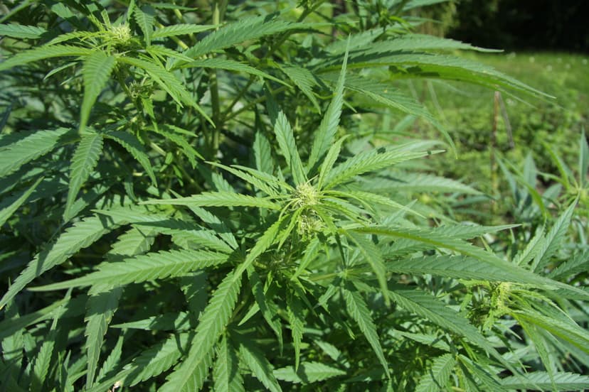 Marijuana cannabis plants leaves